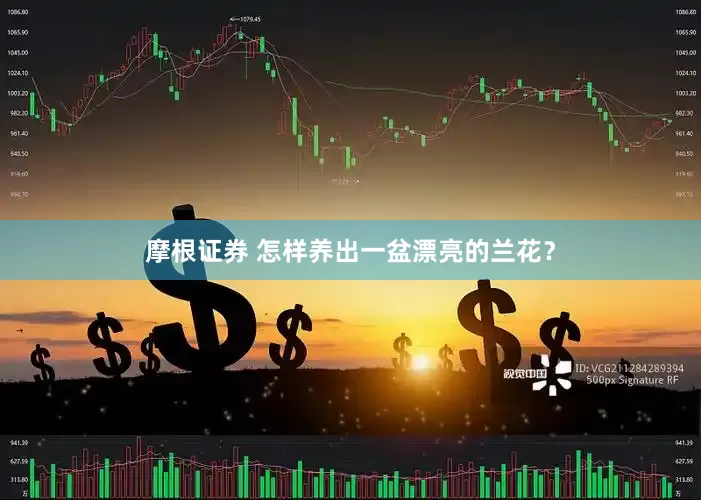 摩根证券 怎样养出一盆漂亮的兰花？